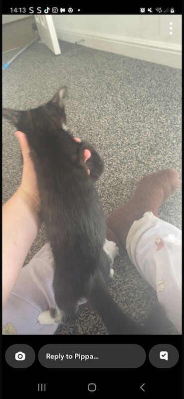 Kittens