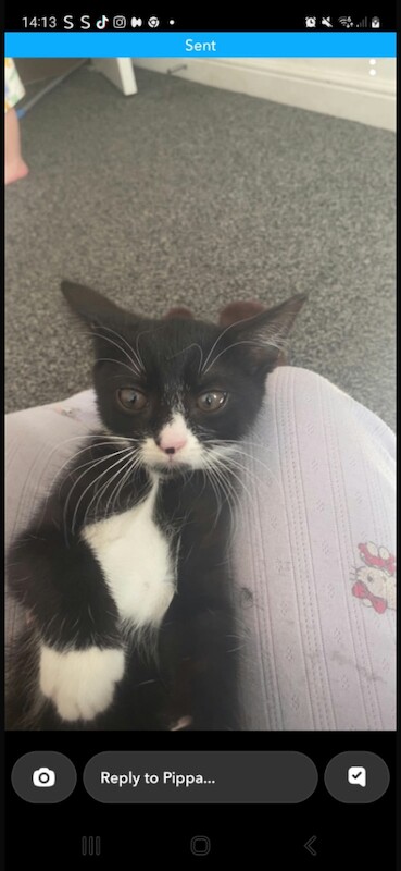 Kittens - Image 2 of 4