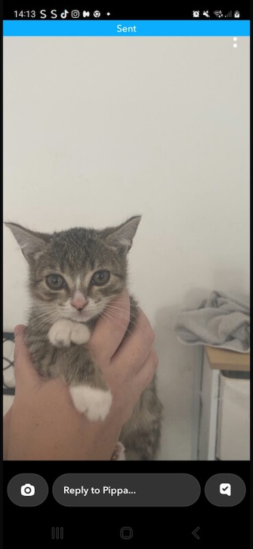 Kittens - Image 3 of 4