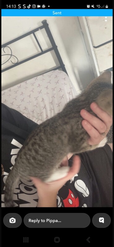 Kittens - Image 4 of 4