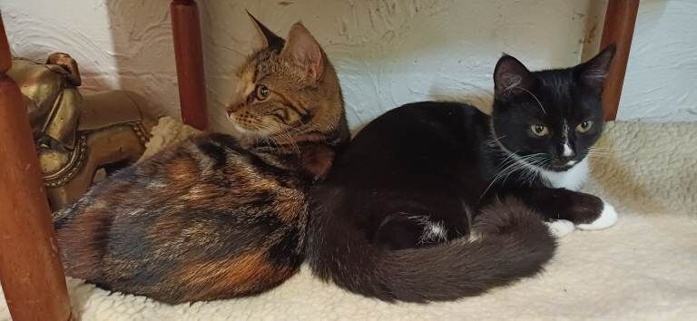 Kittens