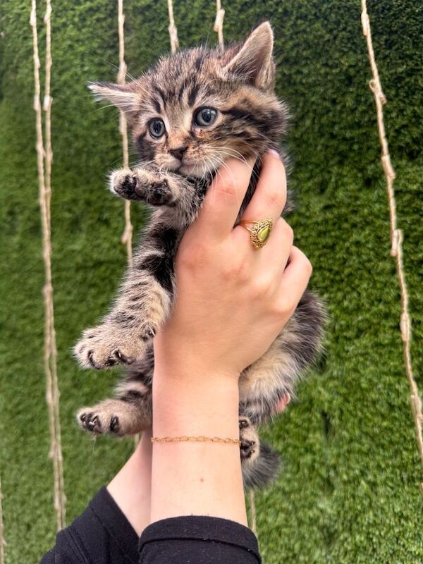 Bengal Kittens For Sale