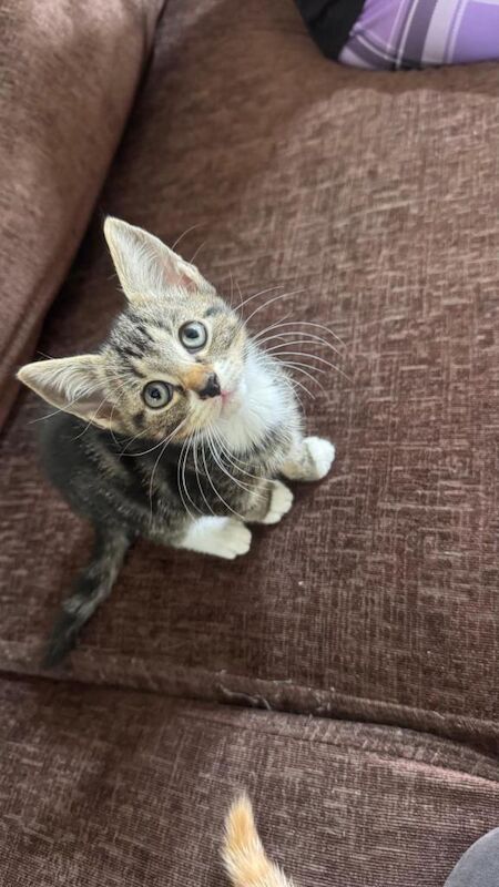 Bengal Kittens For Sale