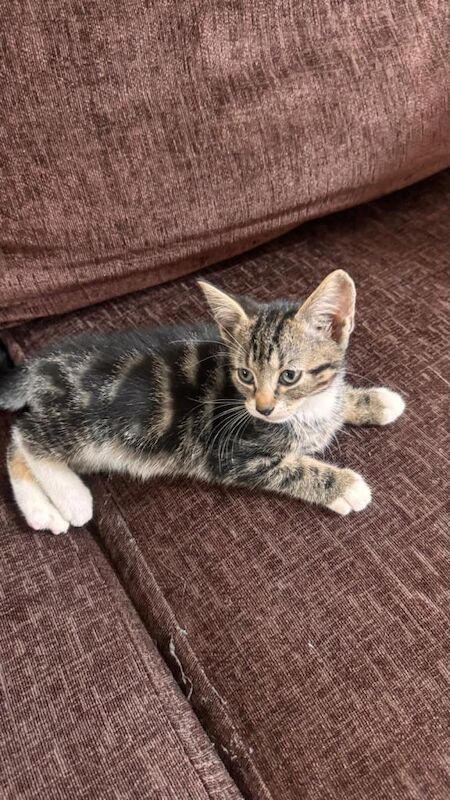 Kittens - Image 2 of 3