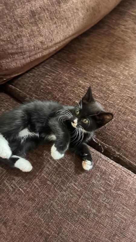 Kittens - Image 3 of 3