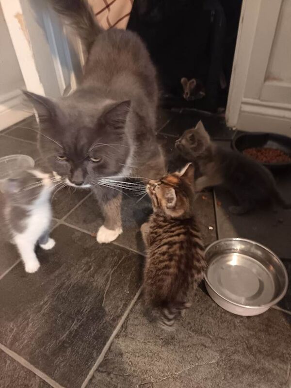 Bengal Kittens For Sale Under £300