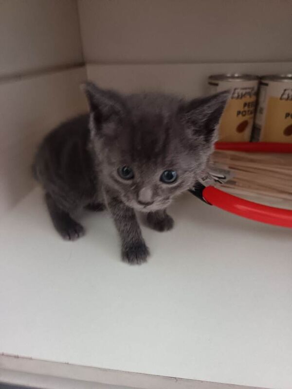 Kittens - Image 2 of 6