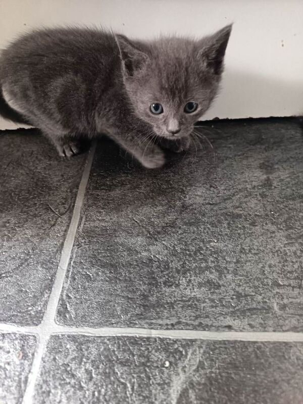 Kittens - Image 3 of 6