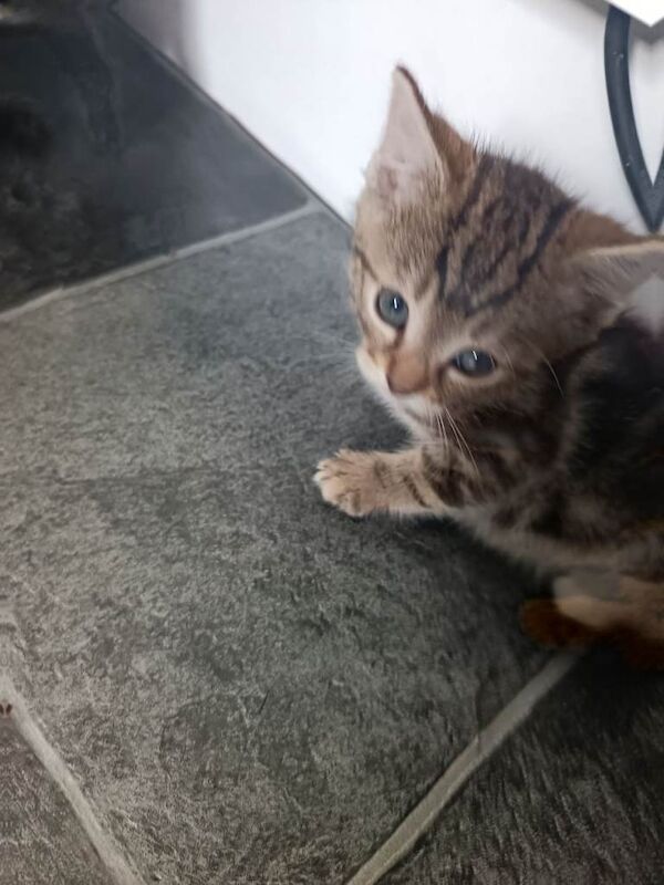 Kittens - Image 4 of 6