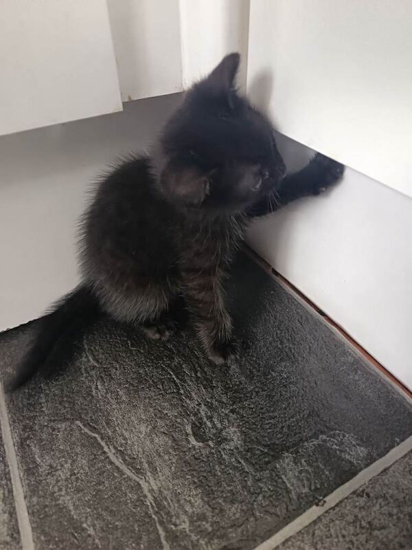 Kittens - Image 6 of 6