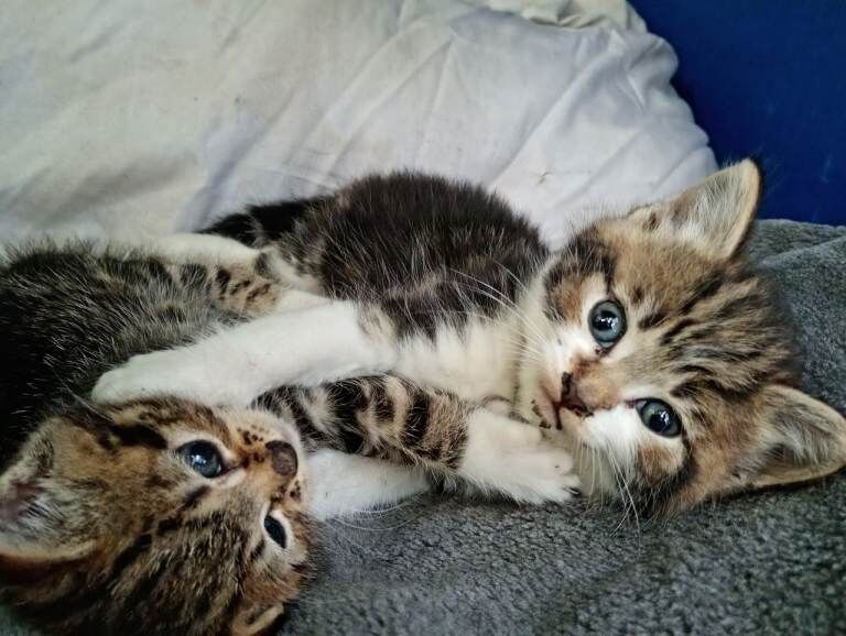Kittens