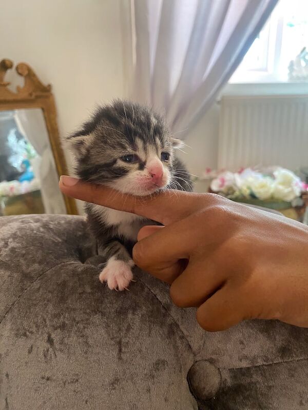 Bengal kittens for sale in Peterborough, Cambridgeshire – 3 weeks old