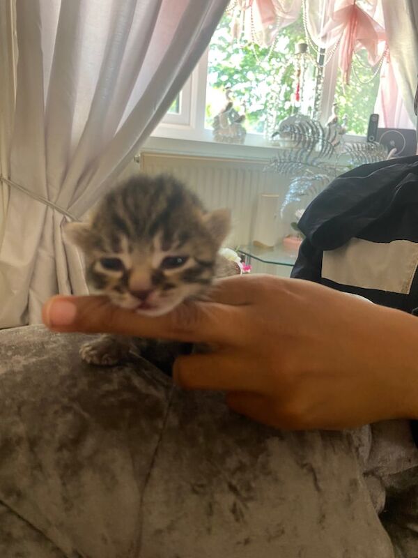 Bengal kittens for sale in Peterborough, Cambridgeshire – 3 weeks old - Image 2 of 3