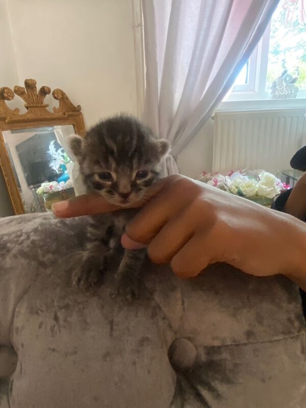 Bengal kittens for sale in Peterborough, Cambridgeshire – 3 weeks old - Image 3 of 3
