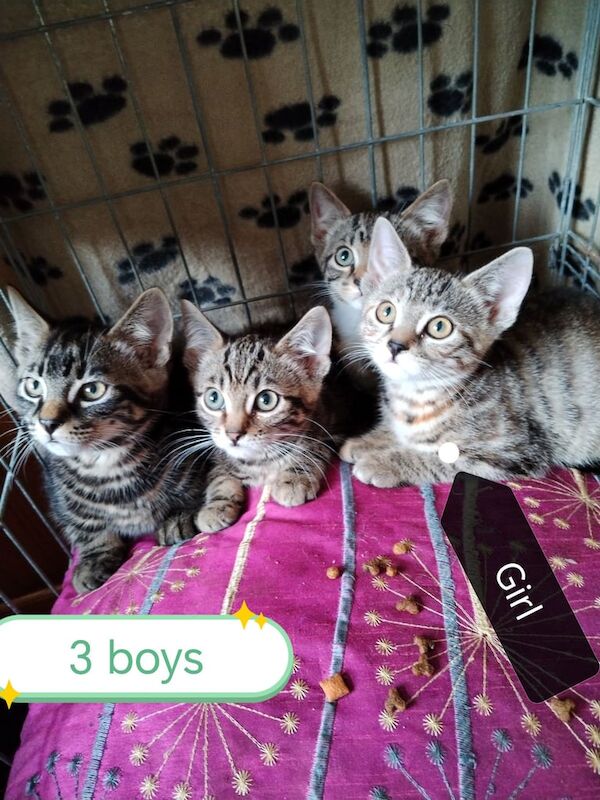 Kittens adorable for sale in Eccleston, Lancashire