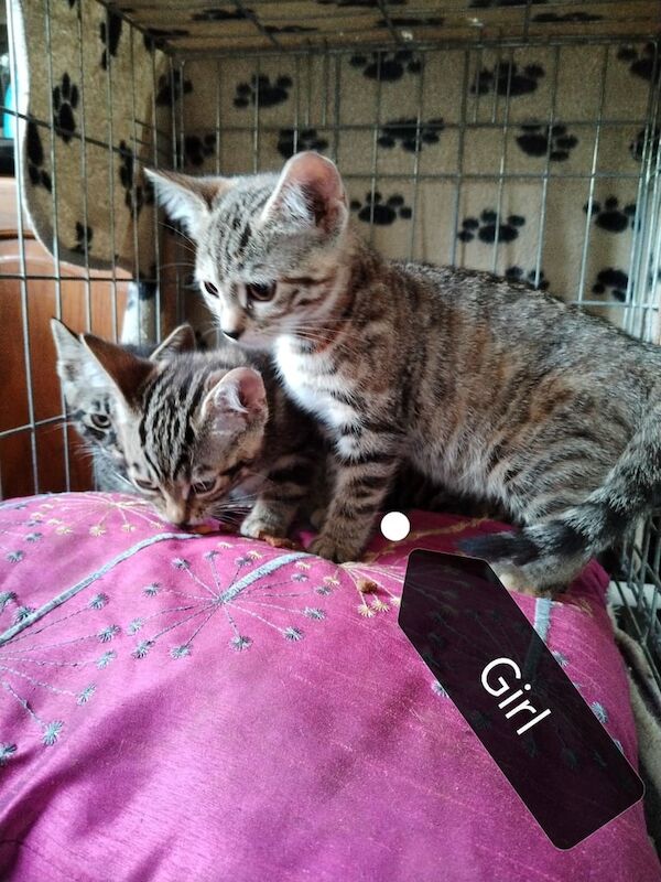 Kittens adorable for sale in Eccleston, Lancashire - Image 2