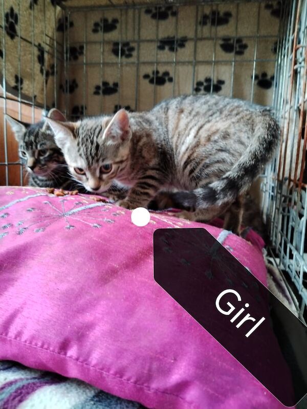Kittens adorable for sale in Eccleston, Lancashire | Image 3