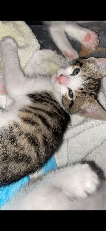 Bengal kittens for sale in Whitechapel, Greater London – 8 weeks old