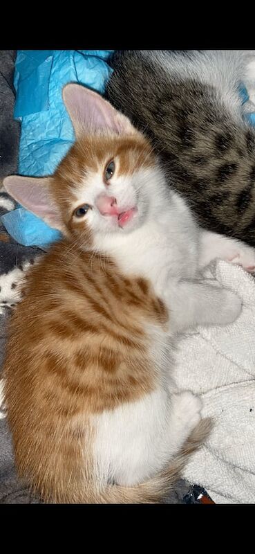 Bengal kittens for sale in Whitechapel, Greater London – 8 weeks old - Image 2 of 3