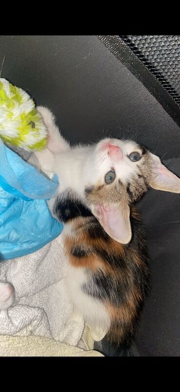 Bengal kittens for sale in Whitechapel, Greater London – 8 weeks old - Image 3 of 3