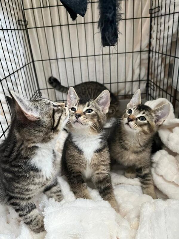 Bengal Kittens For Sale