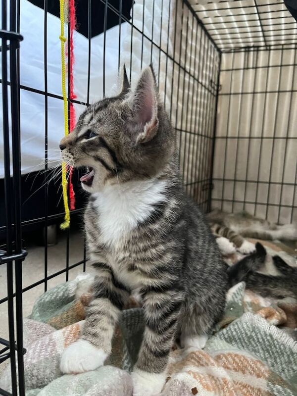 Kittens available - Image 2 of 5