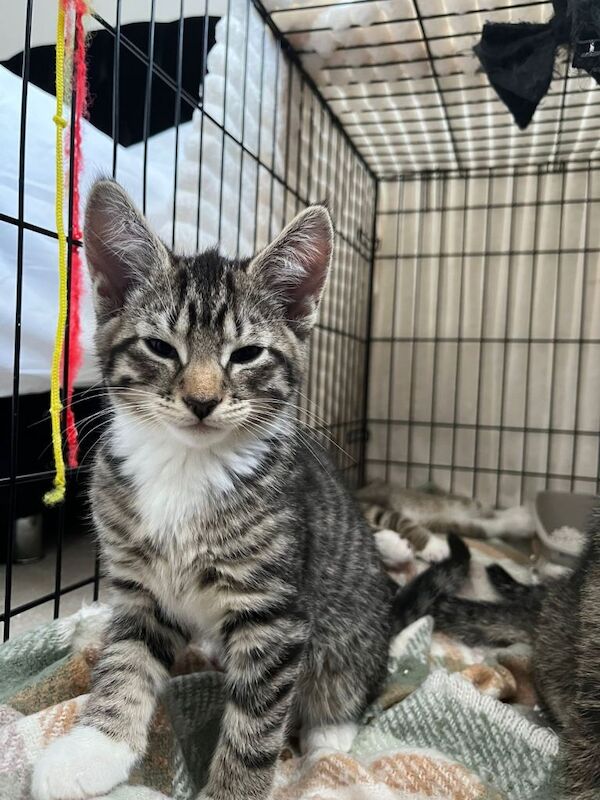 Kittens available - Image 3 of 5