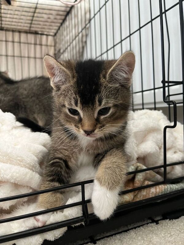Kittens available - Image 4 of 5