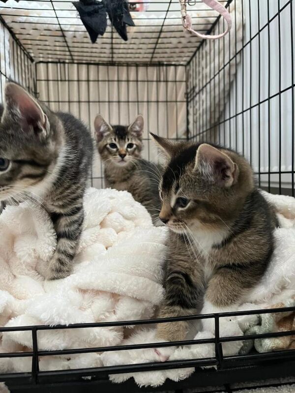 Kittens available - Image 5 of 5