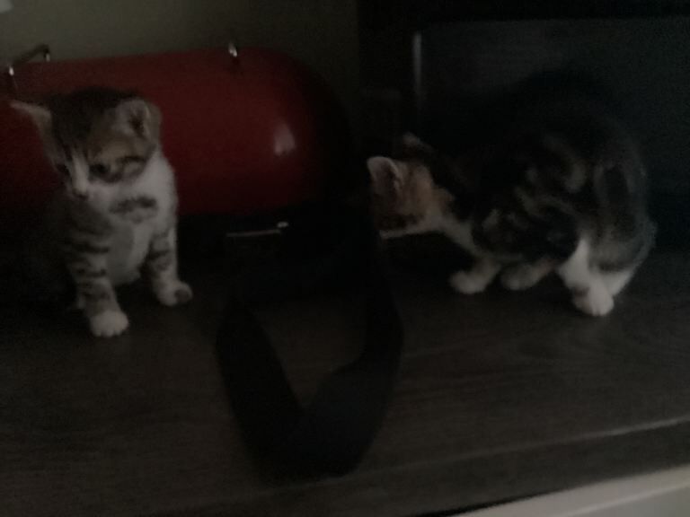 Kittens -bengal crosses - Image 2 of 4