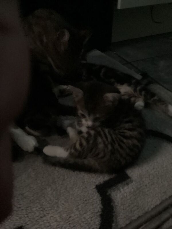 Kittens -bengal crosses - Image 3 of 4