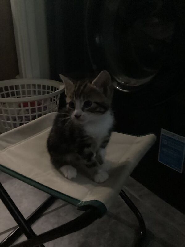 Kittens -bengal crosses - Image 4 of 4