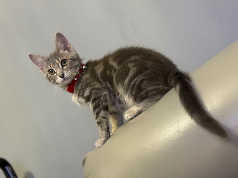 Bengal kittens for sale in Denny, Stirling and Falkirk – 9 weeks old