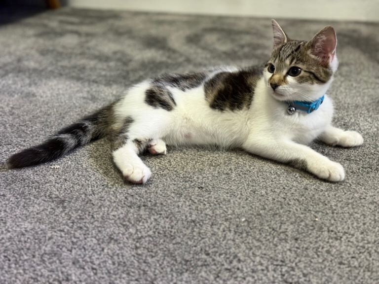 Bengal kittens for sale in Denny, Stirling and Falkirk – 9 weeks old - Image 2 of 6