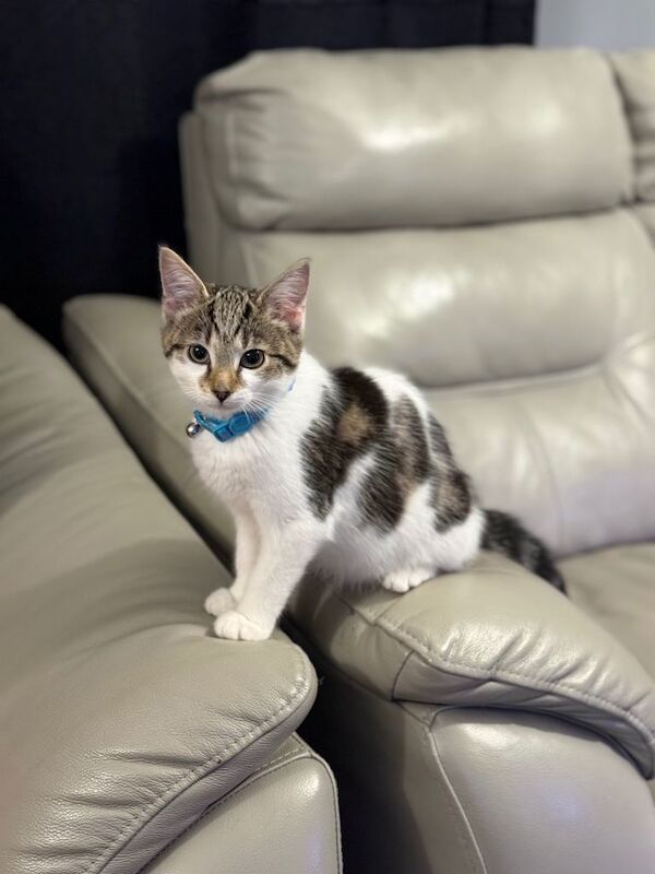 Bengal kittens for sale in Denny, Stirling and Falkirk – 9 weeks old - Image 3 of 6