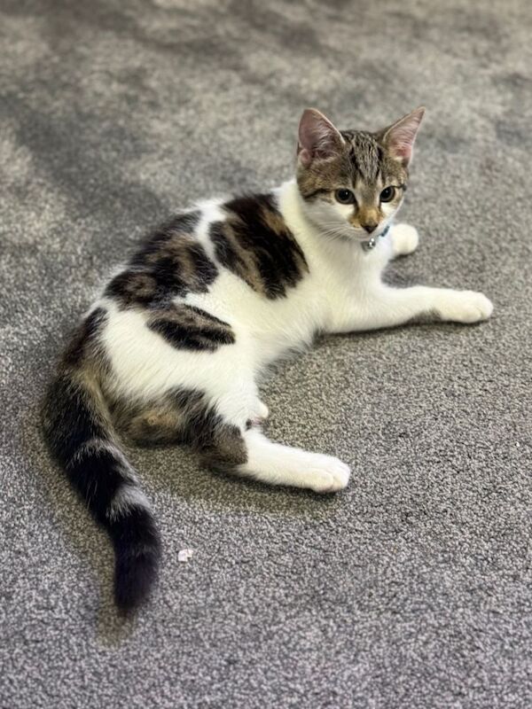 Bengal kittens for sale in Denny, Stirling and Falkirk – 9 weeks old - Image 4 of 6