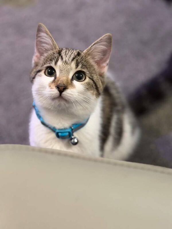Bengal kittens for sale in Denny, Stirling and Falkirk – 9 weeks old - Image 5 of 6