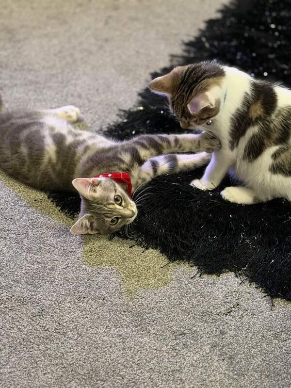 Bengal kittens for sale in Denny, Stirling and Falkirk – 9 weeks old - Image 6 of 6