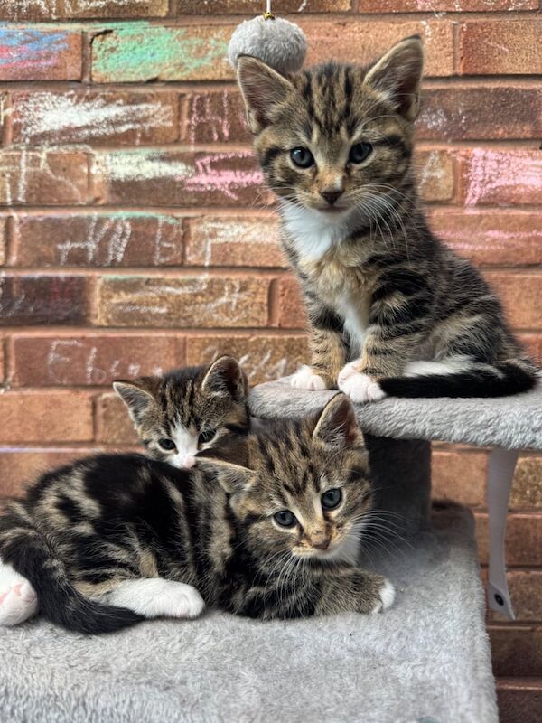 kittens for sale in Sandwell, West Midlands