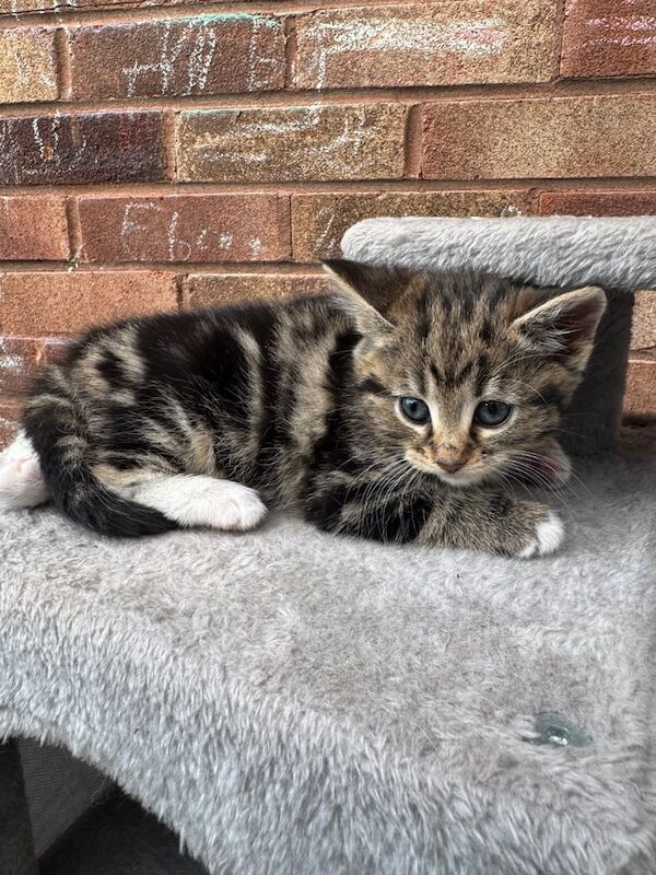 kittens for sale in Sandwell, West Midlands - Image 2