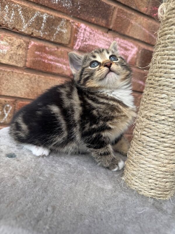 kittens for sale in Sandwell, West Midlands - Image 3