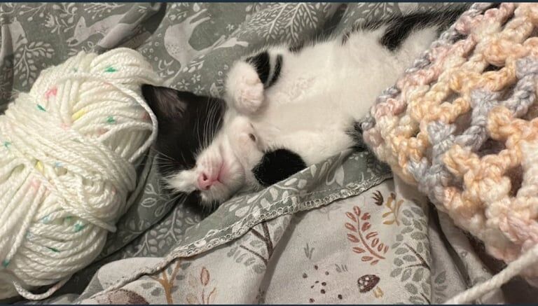 Bengal kittens for sale in Erdington, West Midlands – 8 weeks old