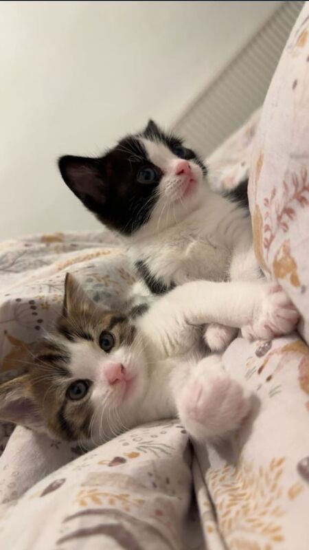 Bengal kittens for sale in Erdington, West Midlands – 8 weeks old - Image 2 of 3
