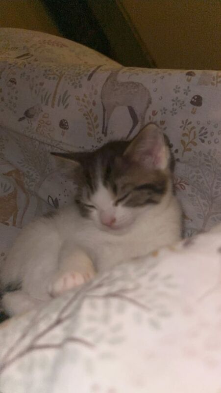 Bengal kittens for sale in Erdington, West Midlands – 8 weeks old - Image 3 of 3