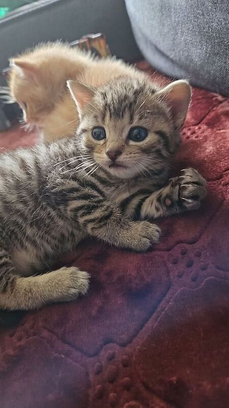 Bengal kittens for sale in Sinfin, Derbyshire – 4 weeks old