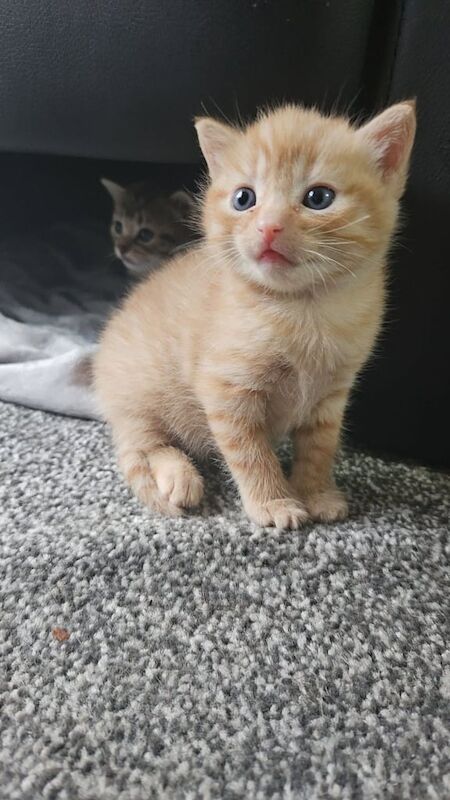 Bengal kittens for sale in Sinfin, Derbyshire – 4 weeks old - Image 2 of 3