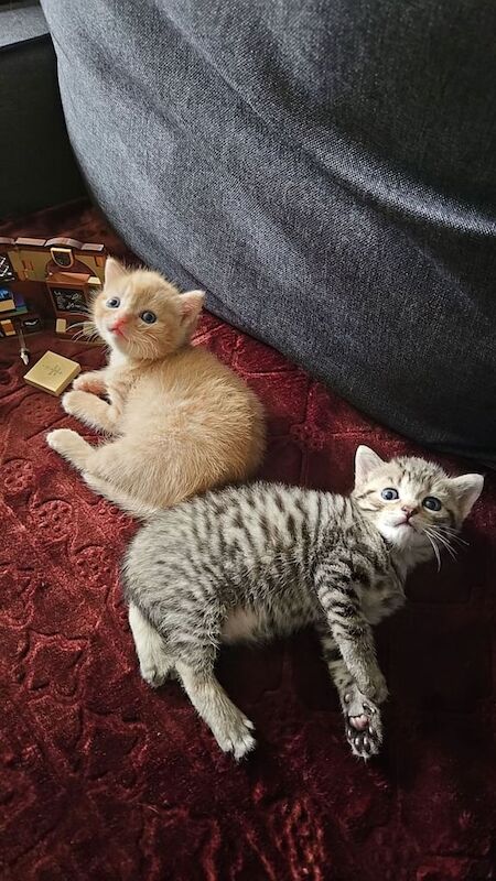 Bengal kittens for sale in Sinfin, Derbyshire – 4 weeks old - Image 3 of 3