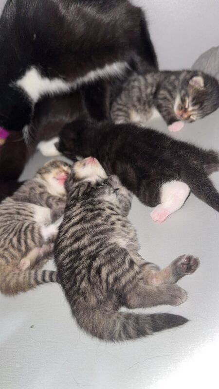 Bengal kittens for sale in Clapham, Greater London – 1 week old