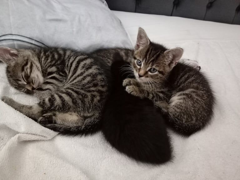 Bengal kittens for sale in Kilburn, Greater London – 6 weeks old