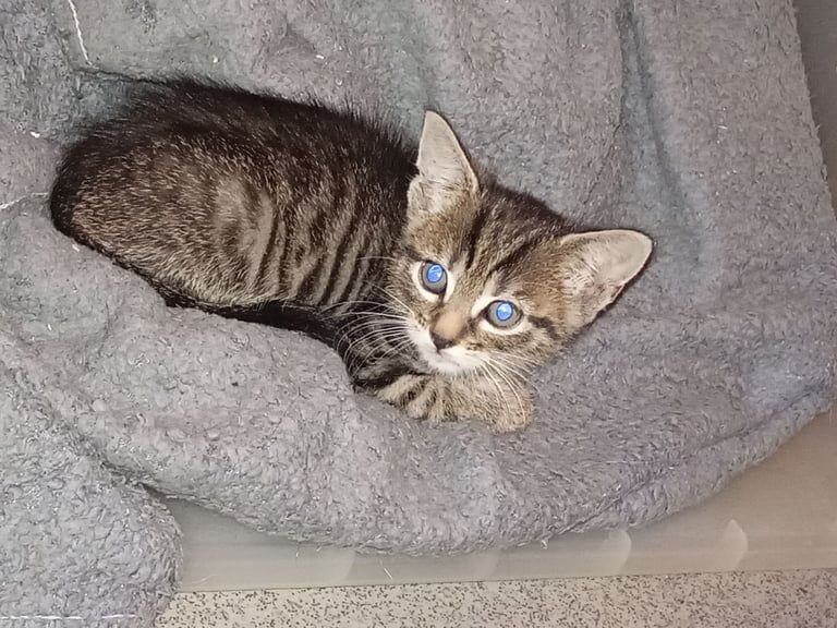 Bengal kittens for sale in Kilburn, Greater London – 6 weeks old - Image 2 of 3